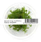 ADA 孟加拉節節菜 Rotala sp bangladesh IC392